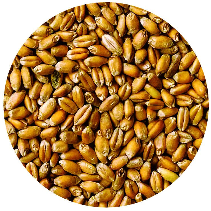 Organic Red Fife Wheat Berries