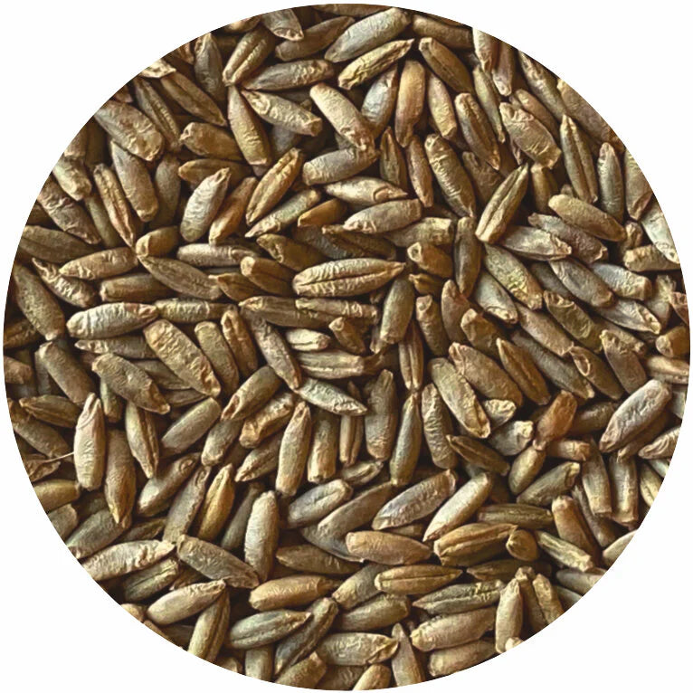 Organic Rye Berries – Whole Grain for Sourdough, Milling, and Rustic Breads