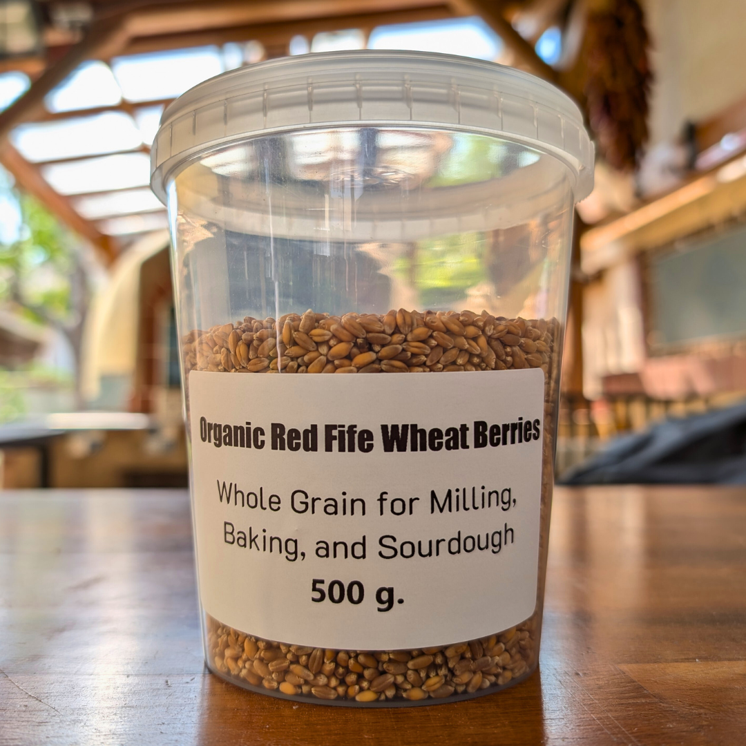 Organic Red Fife Wheat Berries – Heirloom Grain for Milling & Artisan Baking