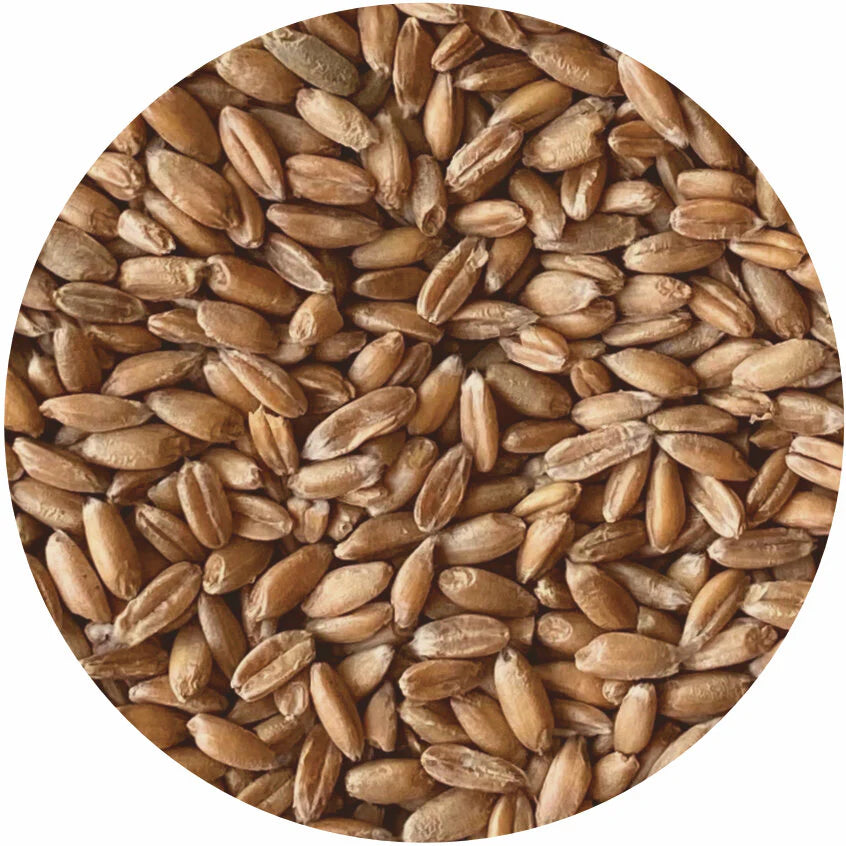 Organic Spelt Berries – Whole Grain for Milling, Baking, and Sourdough