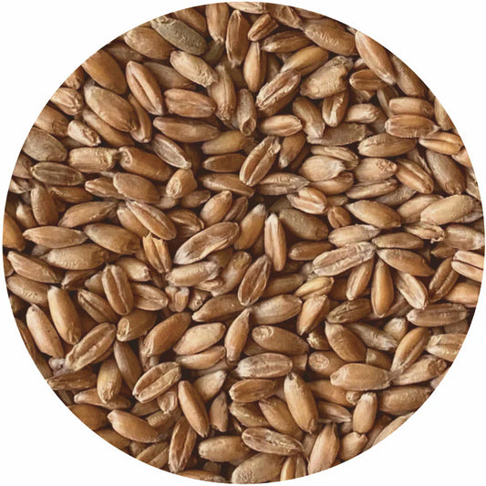 Organic Spelt Berries – Whole Grain for Milling, Baking, and Sourdough