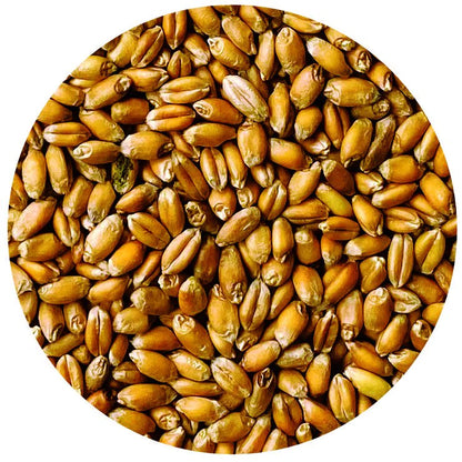 Organic Red Fife Wheat Berries