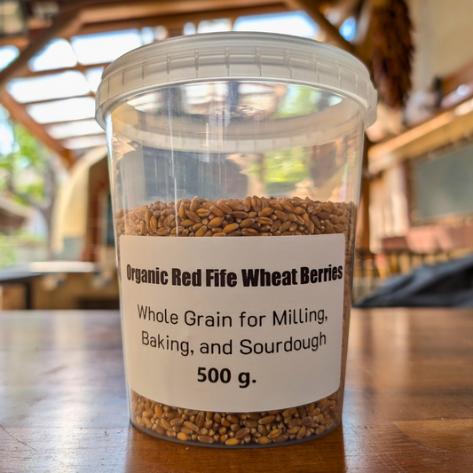Organic Red Fife Wheat Berries – Heirloom Grain for Milling & Artisan Baking