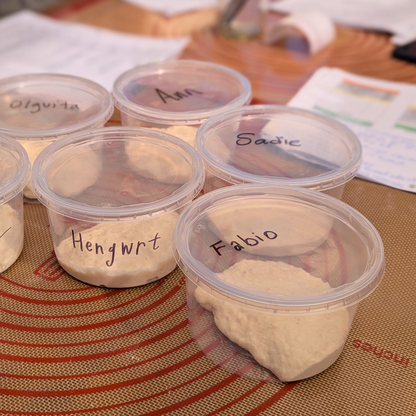 Sourdough Starters